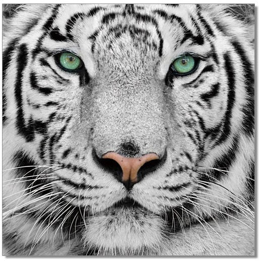 Black and White Tiger - SB-61099