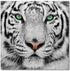 Black and White Tiger - SB-61099