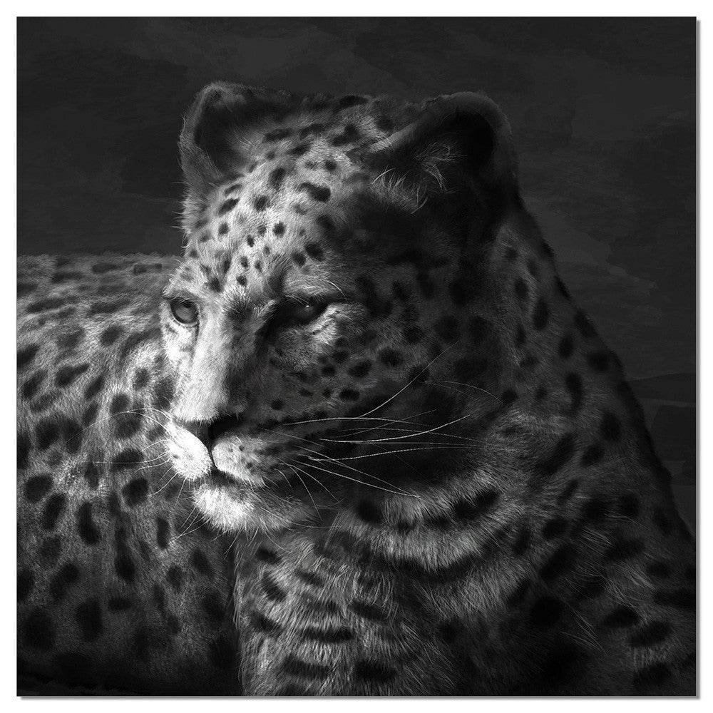 Cheetah - SB-61253A
