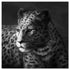 Cheetah - SB-61253A