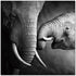 Mama Elephant - SB-61166