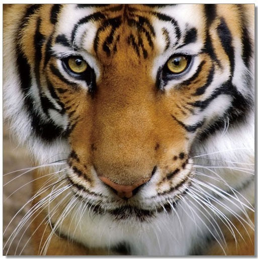Tiger - SB-61098