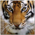 Tiger - SB-61098