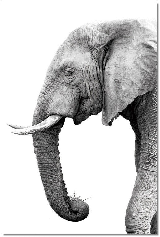Tusk - SB - 61131