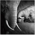 Wall Art Mama Elephant | SB-61166